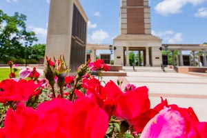 Bell Tower with knockout roses.