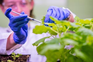 Student injecting plant in biology.