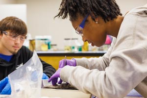 Students dissecting sharks in a lab.