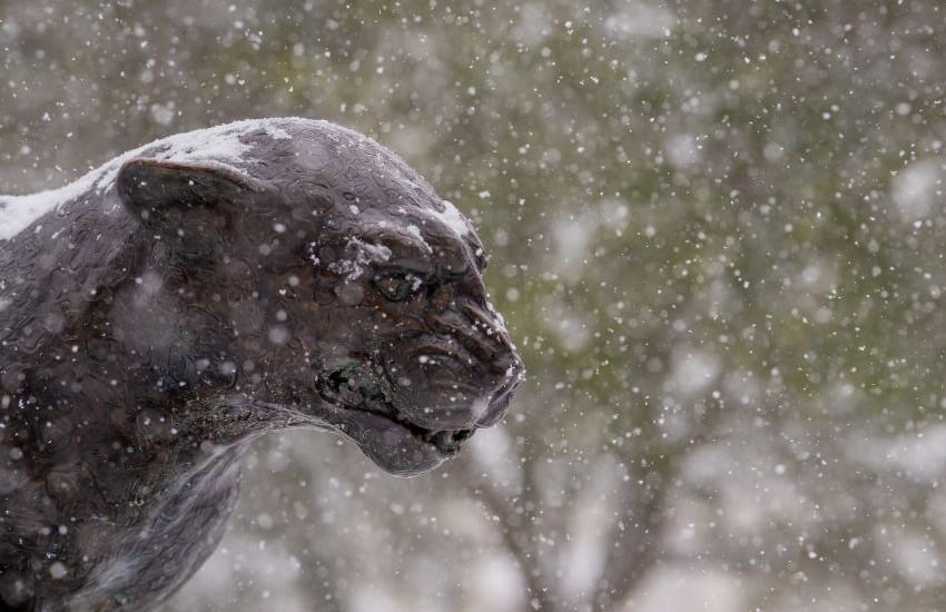 Jaguar head with snow falling.