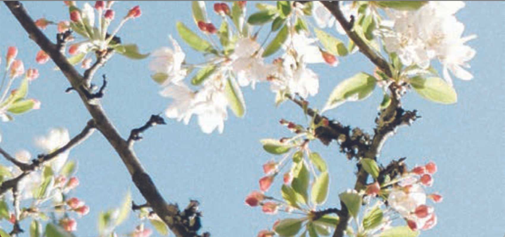 close-up view of a tree branch with green and red flowers data-lightbox='featured'