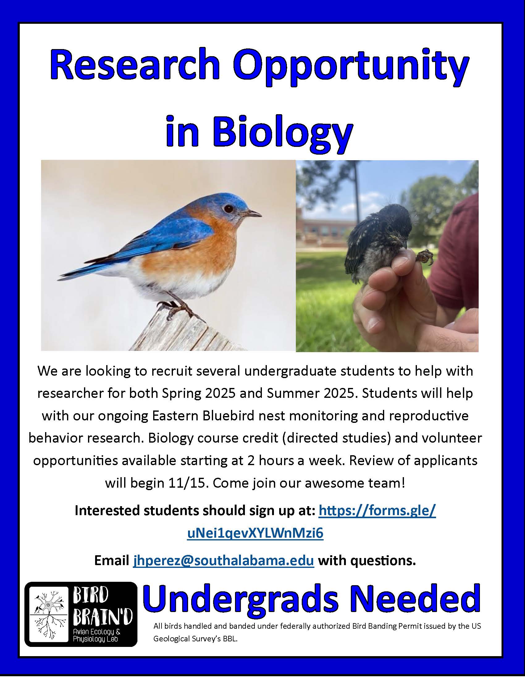 flier for undergraduate research opportunity working with bluebirds