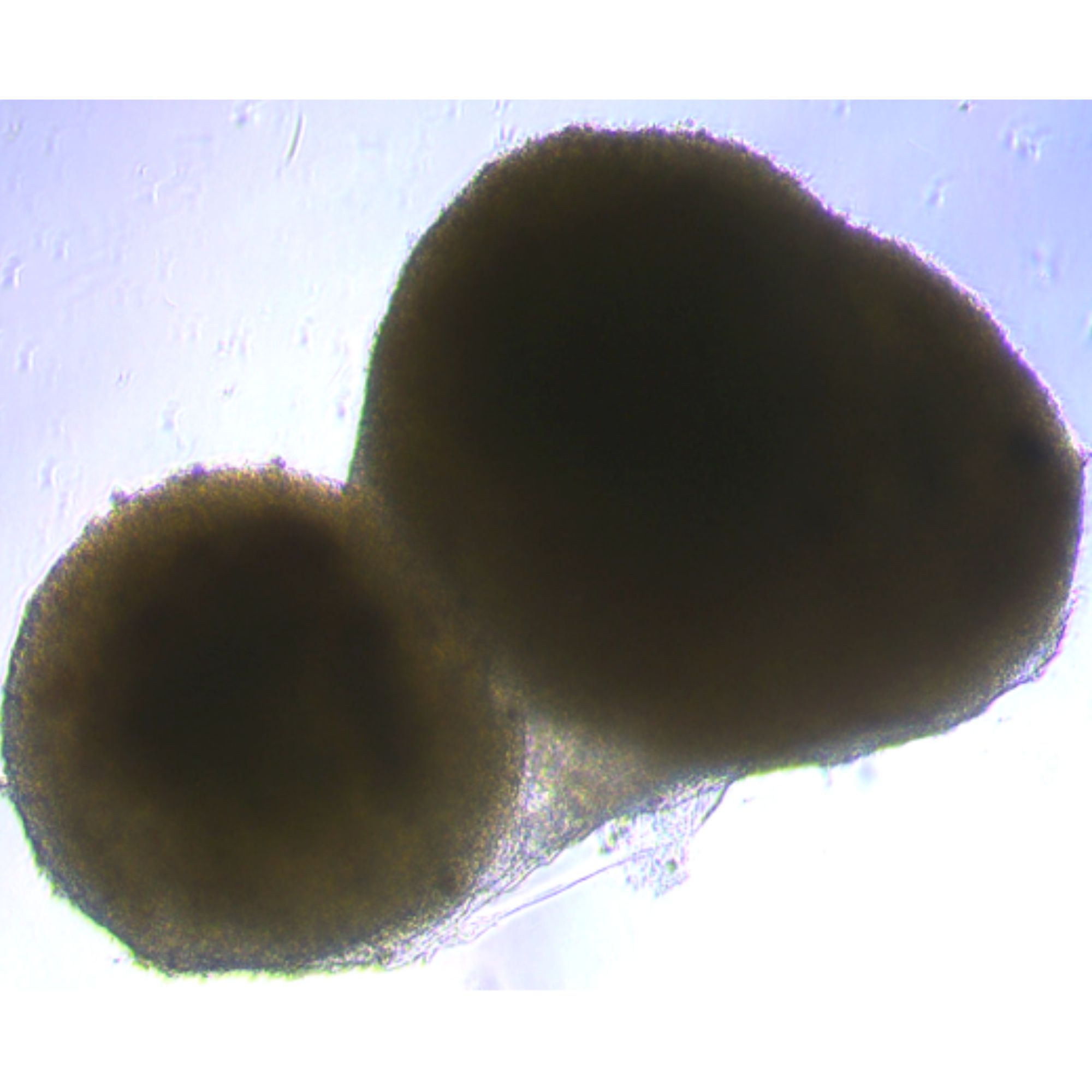 Brain Organoids Photo