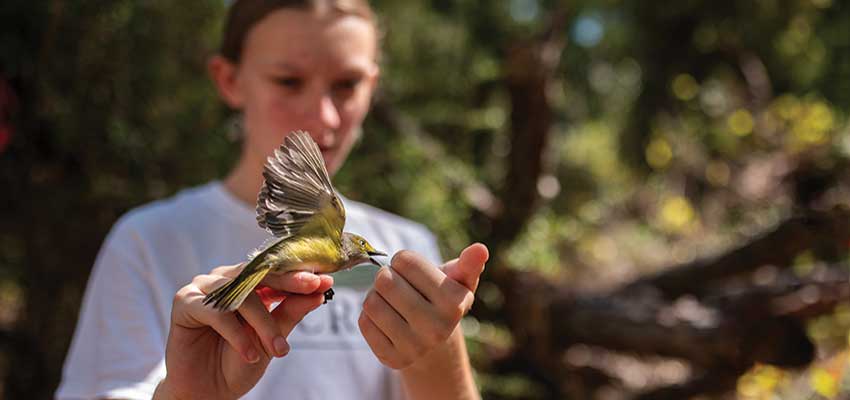 Hands holding a bird.