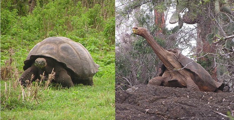 Self-righting potential and the evolution of shell shape in Galápagos  tortoises