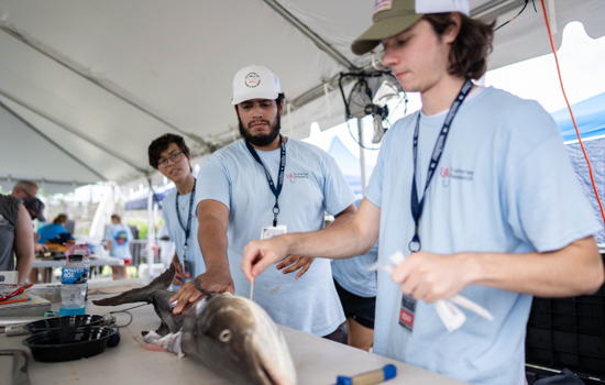 Manuel Coffill-Rivera, center, prepares to remove samples from a large Cobia caught at the 91st annual Alabama Deep Sea Fishing Rodeo on Dauphin Island on the tournament's opening day.