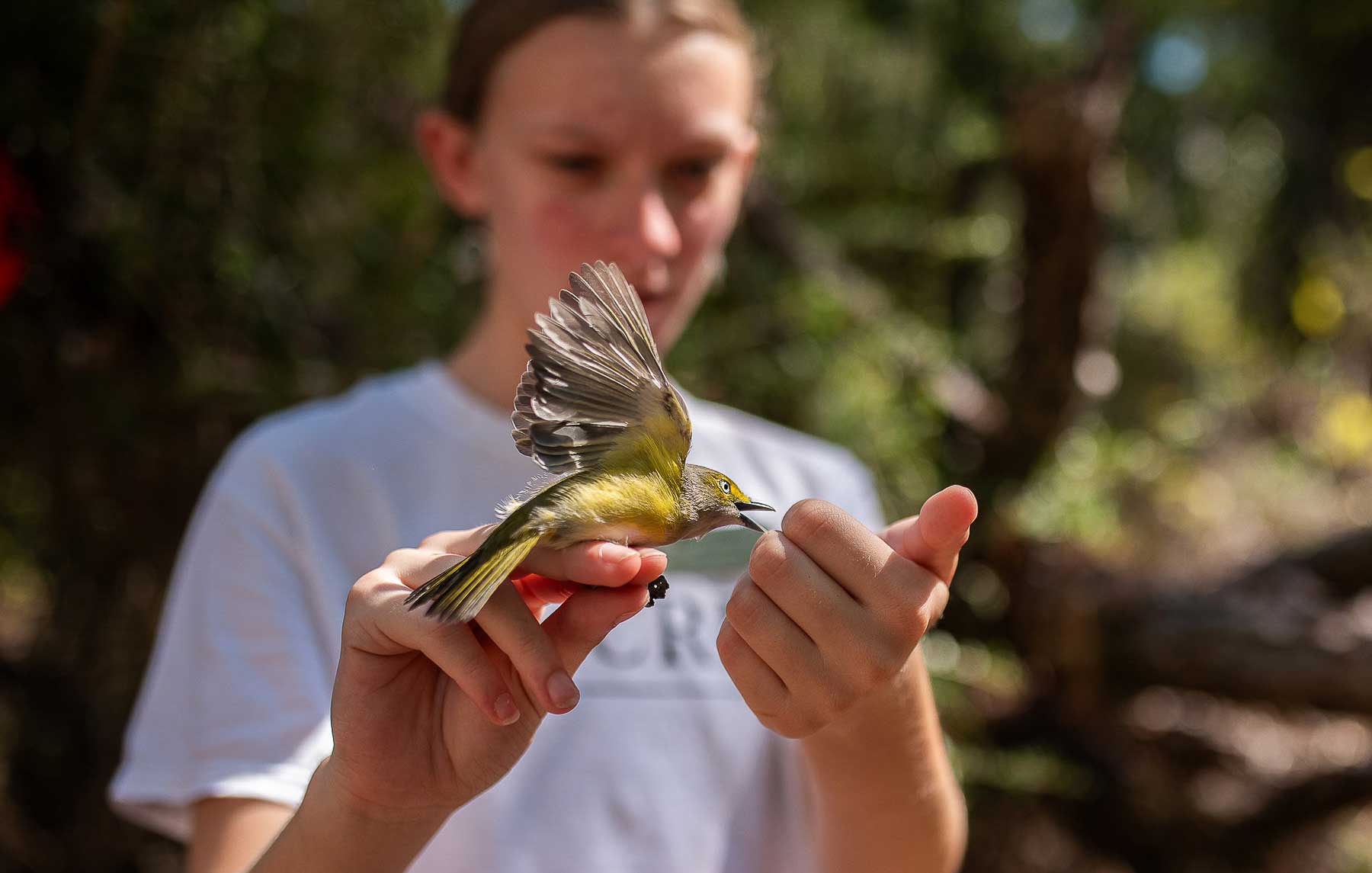 Newly tagged during a public banding event at Fort Morgan in Baldwin County, Alabama, a white-eyed vireo impatiently awaits release to continue its fall migration. 