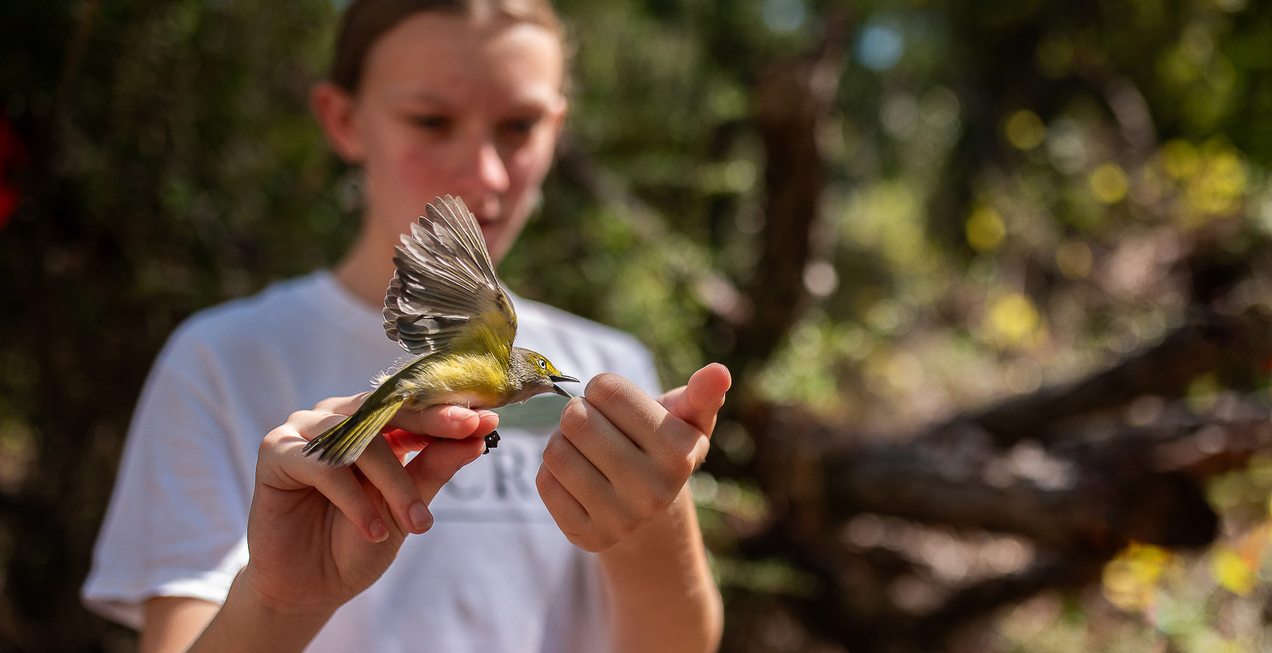 Newly tagged during a public banding event at Fort Morgan in Baldwin County, Alabama, a white-eyed vireo impatiently awaits release to continue its fall migration. 